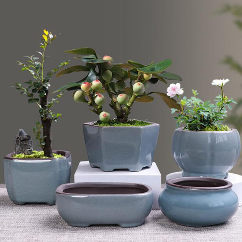 Echeveria Succulent - Retro Ceramic Flower Pot Asparagus Succulent