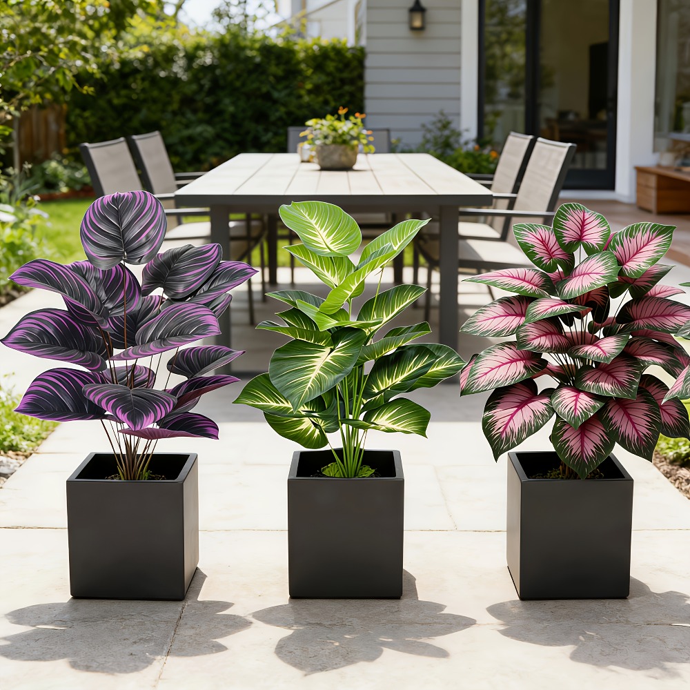 3pc Featuring Various Large-Le - Ficus Lyrata Tree ulasan dan harga