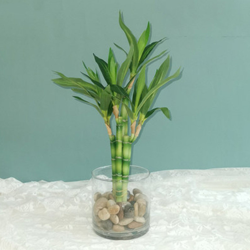 New 40cm rFtificial Lucky Bamb - Echeveria Succulent ulasan dan harga