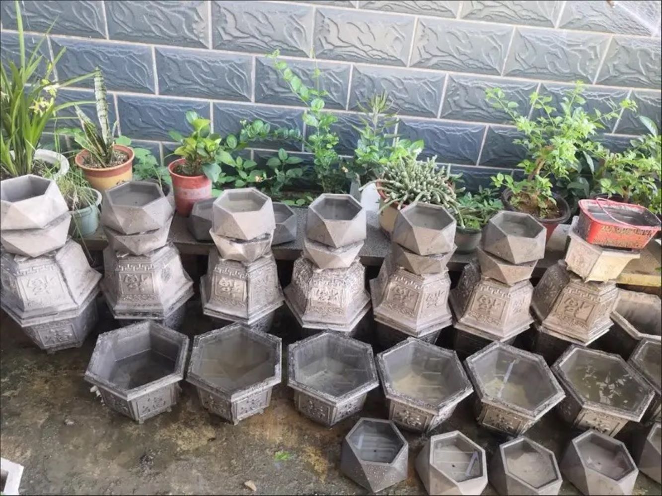 Plastic Succulent Planter Mold - Echeveria Succulent ulasan dan harga