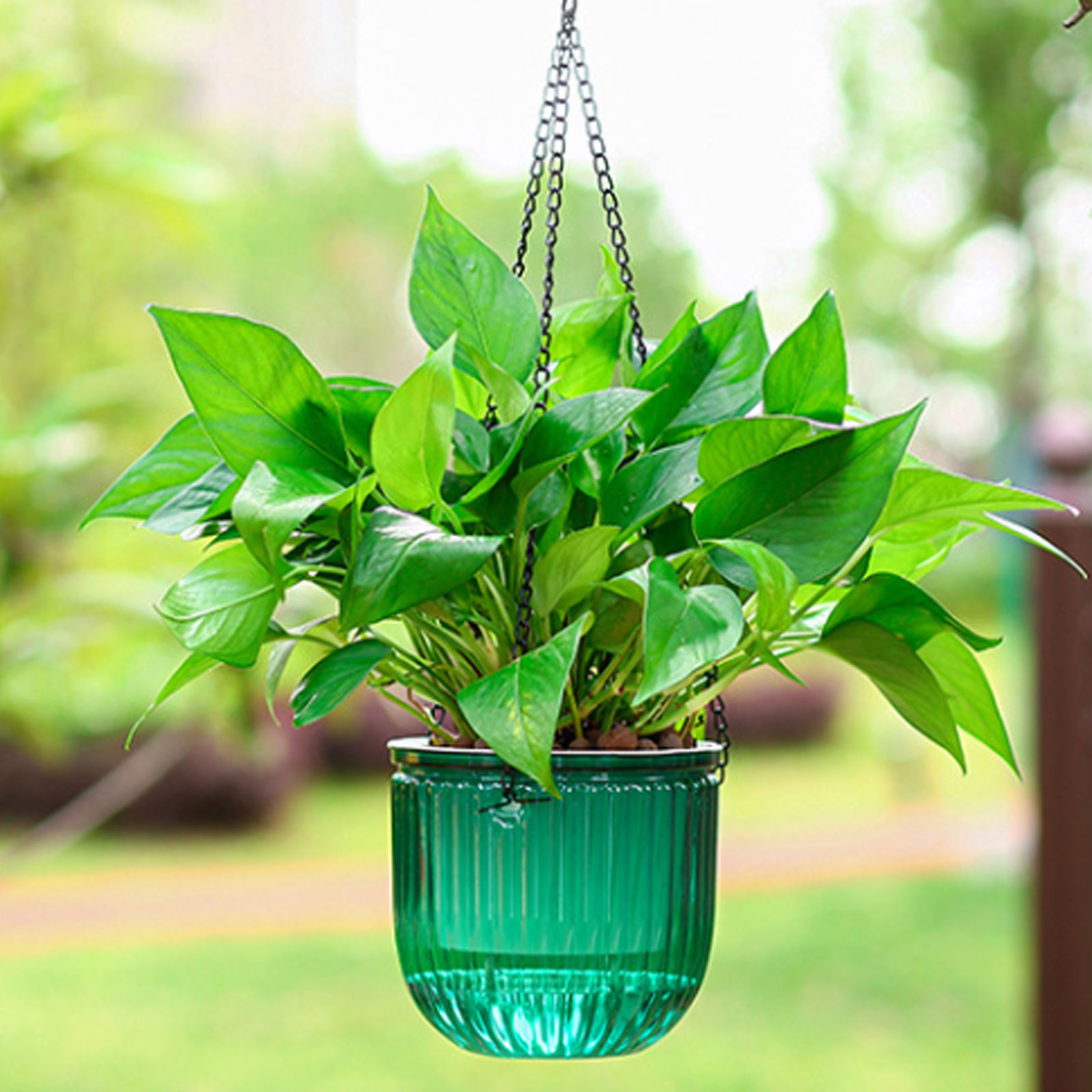 Automatic Self Watering Plant  - Spider Plant Hanging ulasan dan harga
