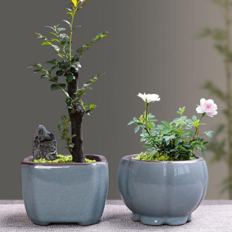 Retro Ceramic Flower Pot Aspar - Echeveria Succulent ulasan dan harga