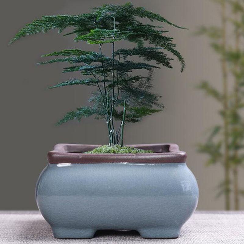 Retro Ceramic Flower Pot Aspar - Echeveria Succulent ulasan dan harga