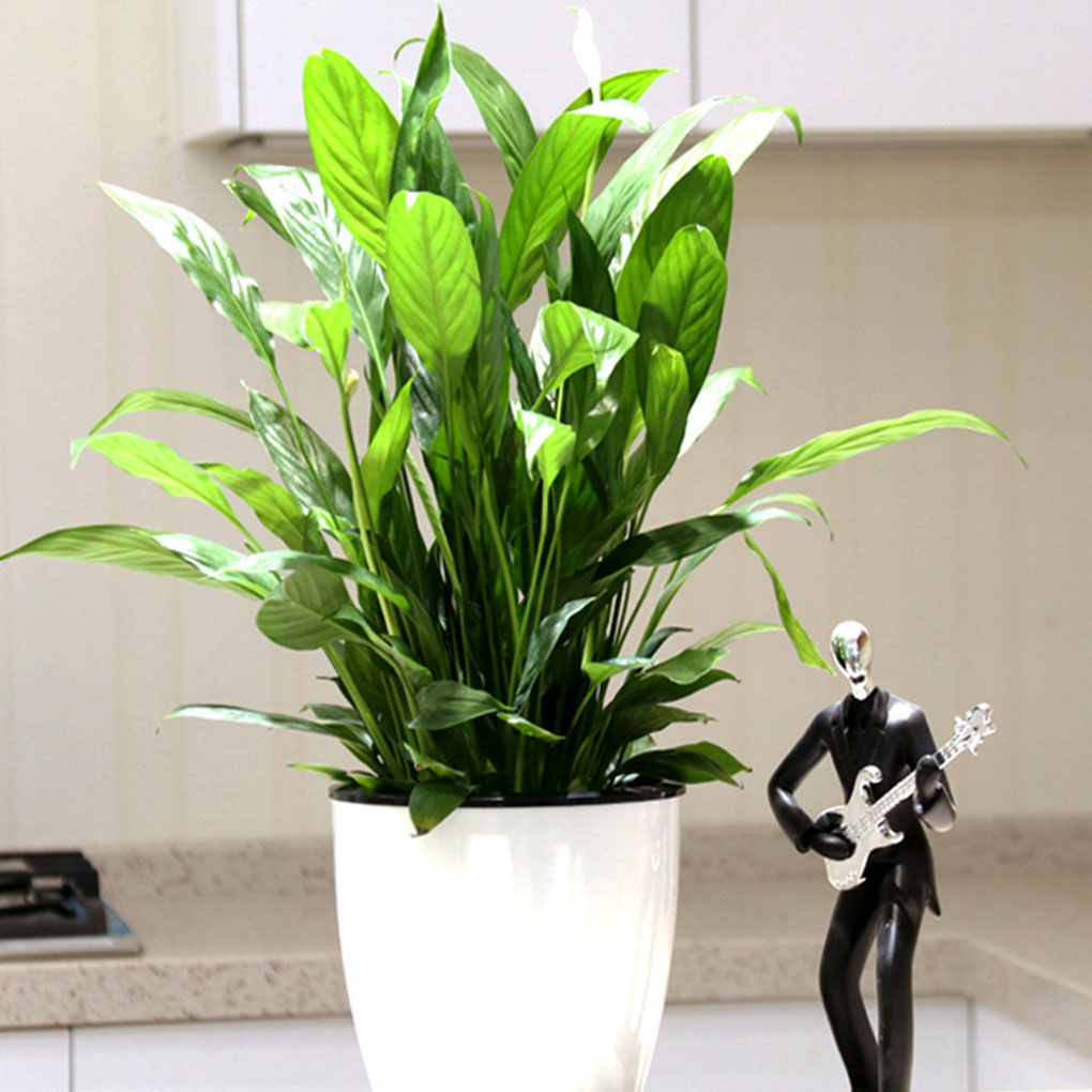 White Portable And Eco-friendl - Aloe Vera Pot ulasan dan harga