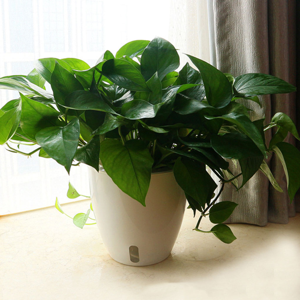White Portable And Eco-friendl - Aloe Vera Pot ulasan dan harga