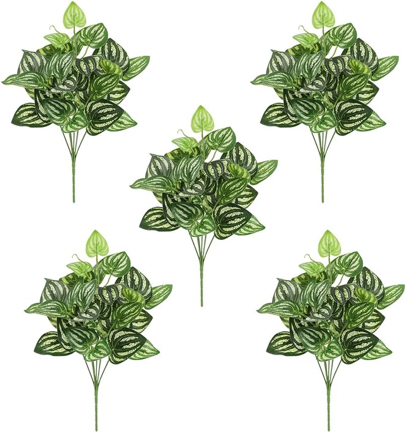5Pcs Watermelon Peperomia Arti - Peperomia Watermelon ulasan dan harga
