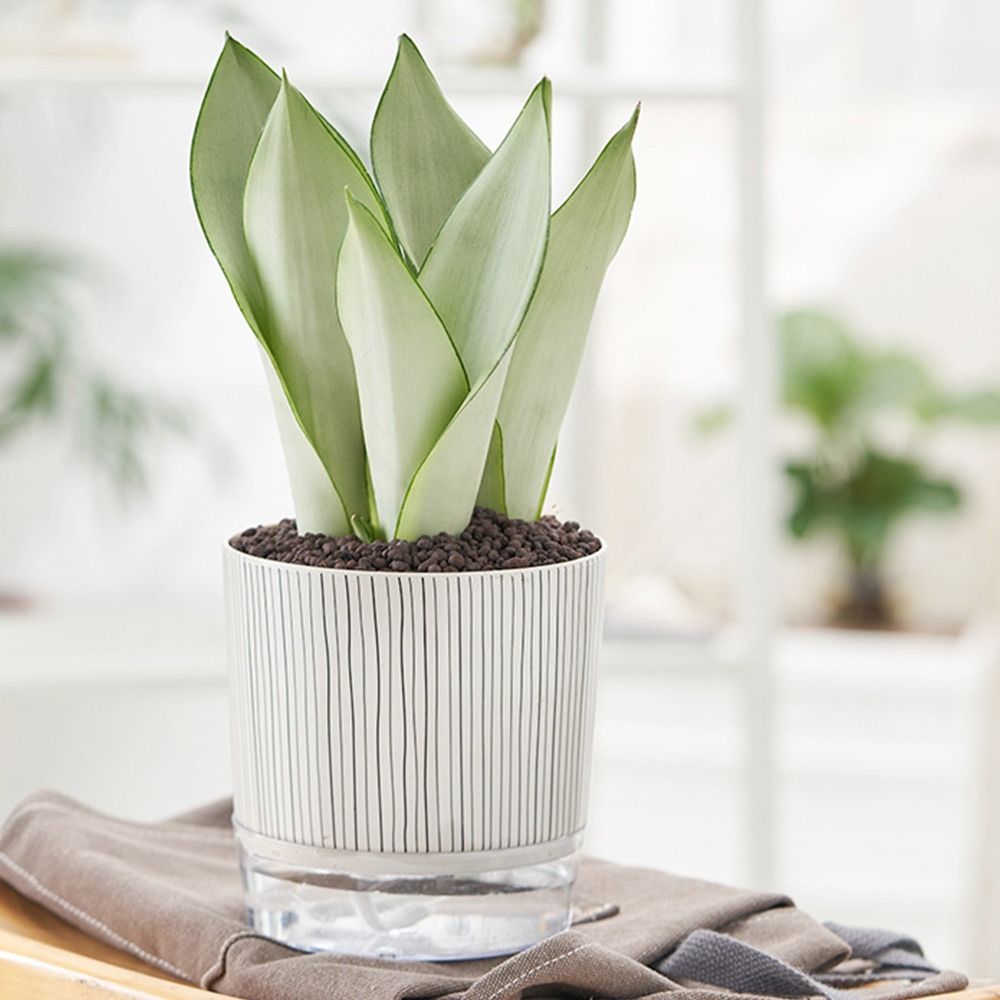 Transparent Self-watering Plan - Aloe Vera Pot ulasan dan harga